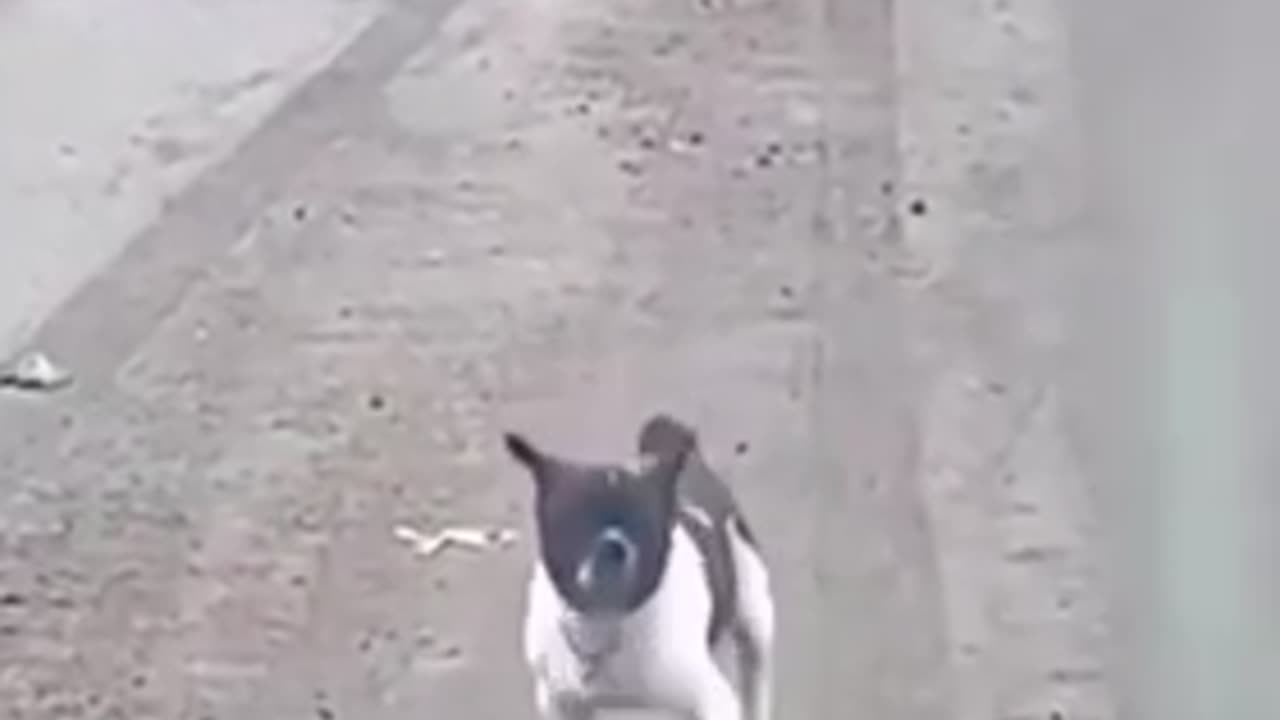 Funny walk dogs