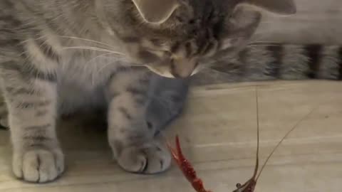 Cat Shrimp Fight