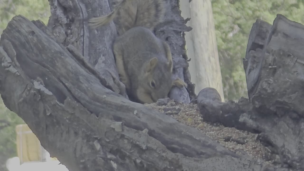 Squirrel eatting bird feed