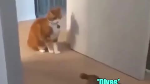 funy fight with