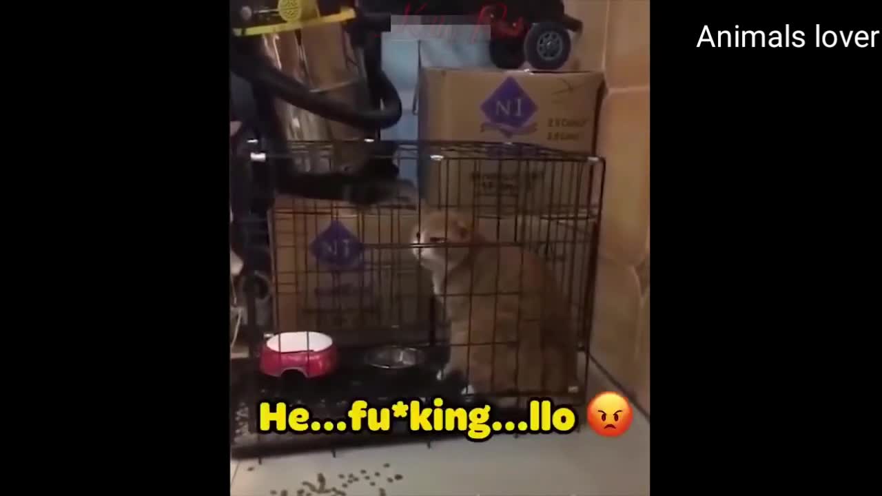 these cats can speak english better than hooman