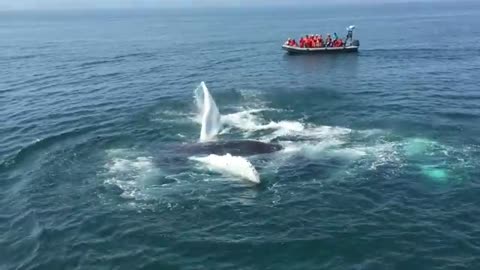 Whales in Nova Scotia