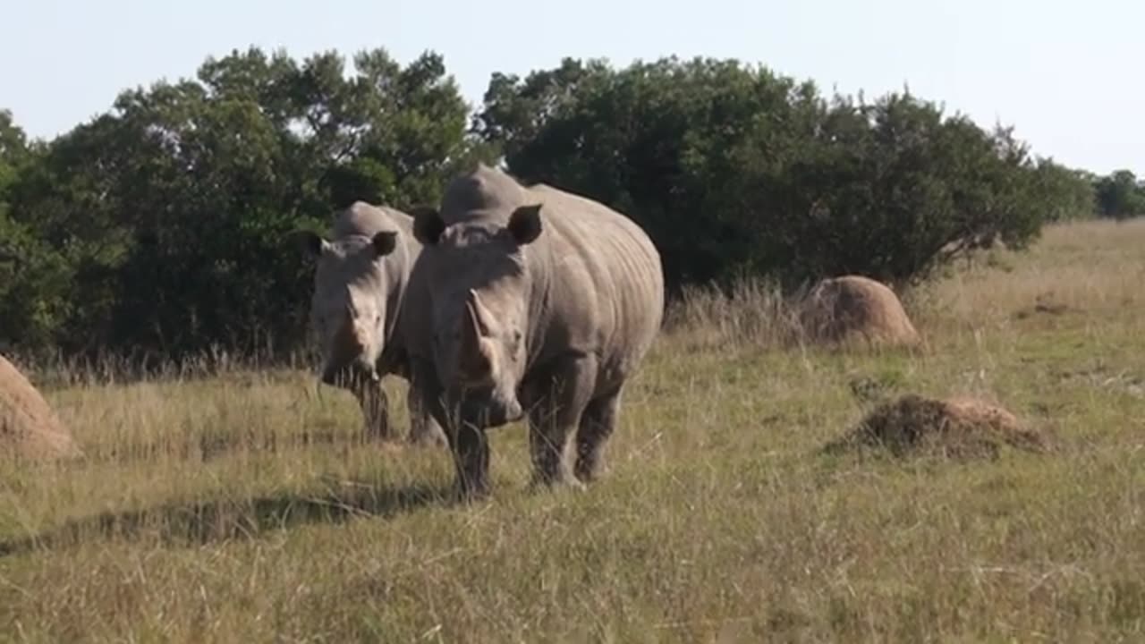 Bonnie & Clyde - Deceased Rhino