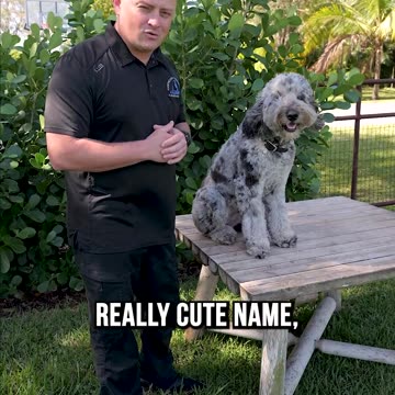 Top 3 Reasons You SHOULDN’T Get a Bernedoodle