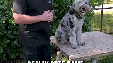 Top 3 Reasons You SHOULDN’T Get a Bernedoodle