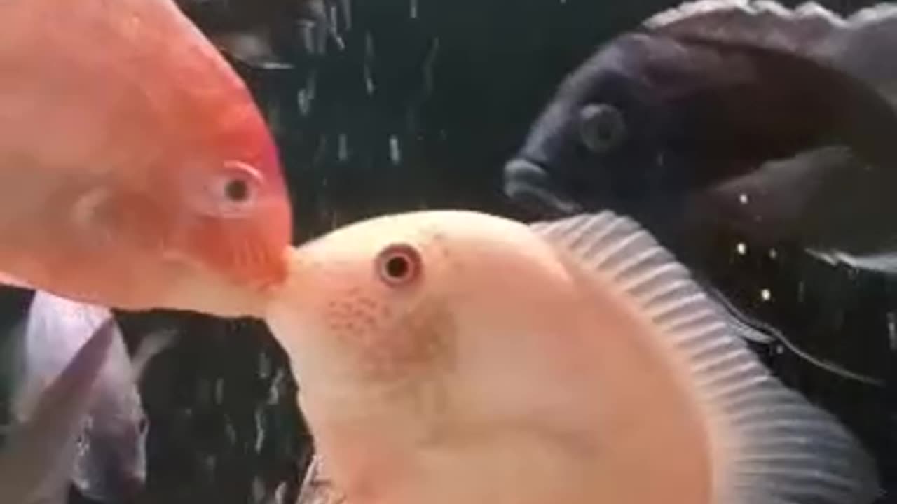 kiss fish