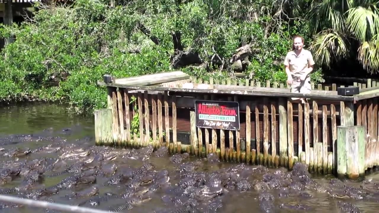 Aligator Feeding Time