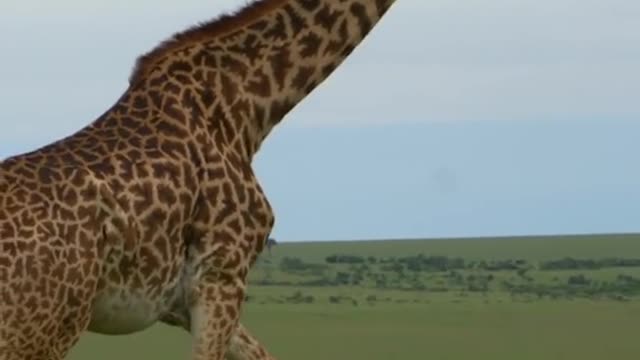 The giraffe's happy appearance makes people laugh