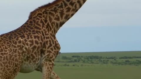 The giraffe's happy appearance makes people laugh