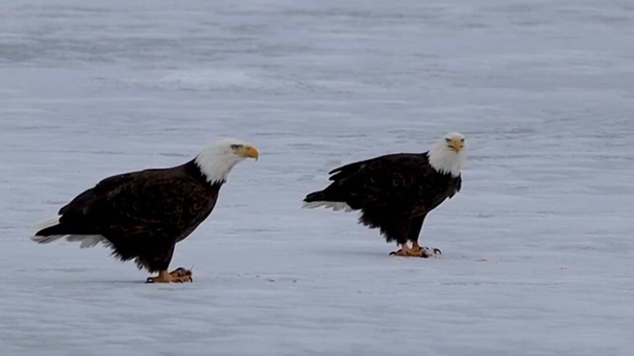 Bald Eagles on Dinner Date [Wind Noise Warning]