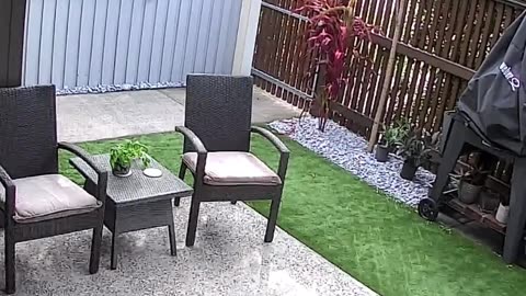 CRAZY FOOTAGE OF PYTHON ATTACKING CAT!