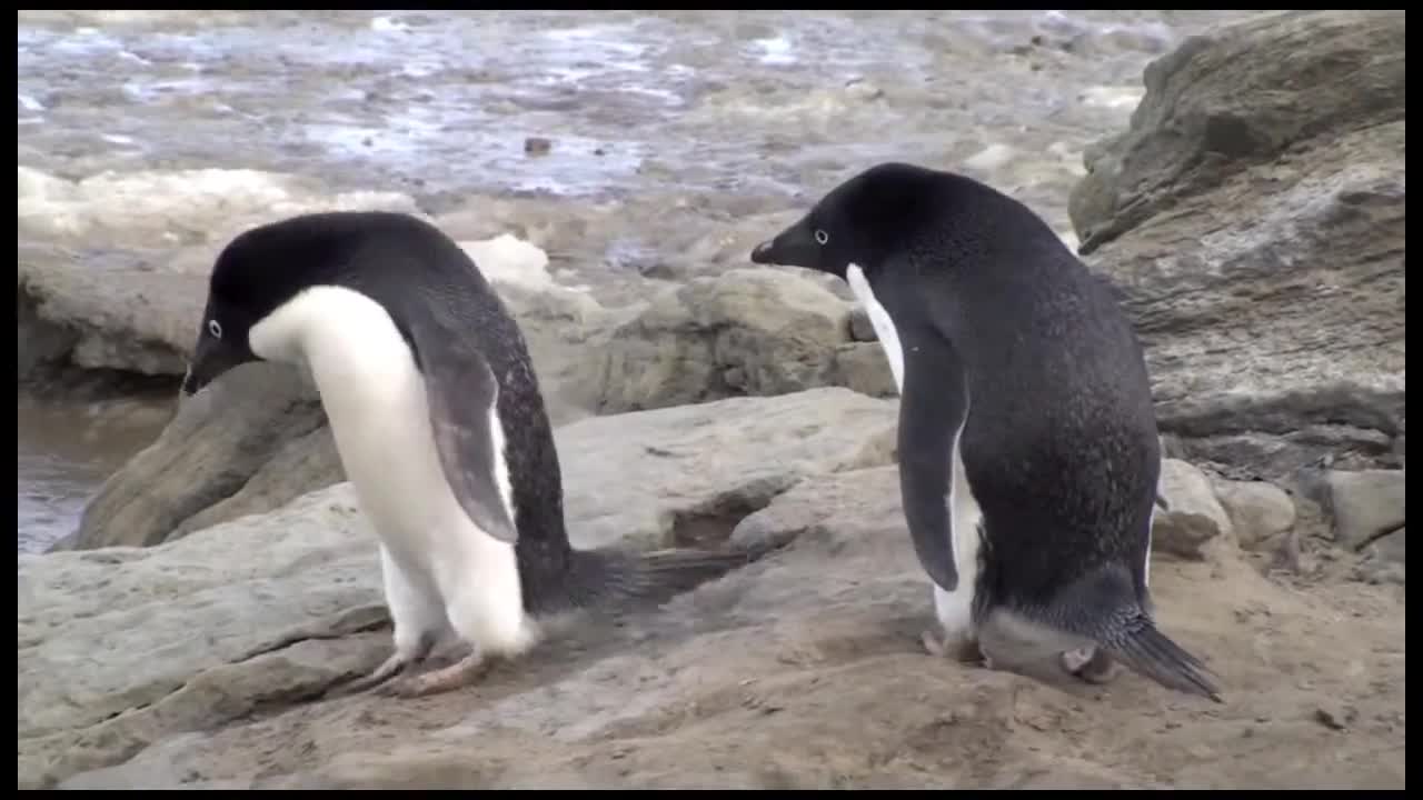 Seymour Island, Antarctica
