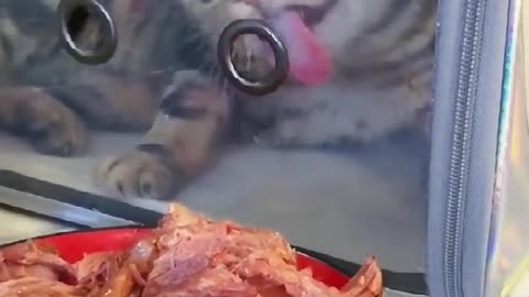 lol greedy kitty🤣🤣🥰#fyp #kitty #cat #foryou #top #eating #asmr