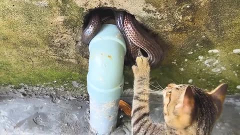 Feral cats are chasing a big snake out of their house