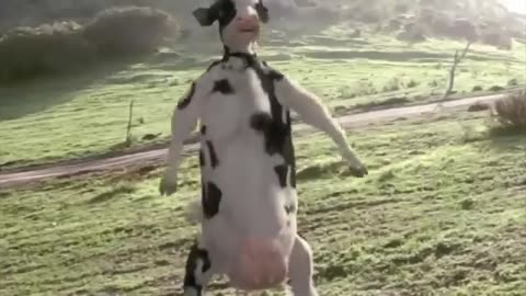 Funny Cow Fight Kung Fu Animal Humor Eastern Eastern Ninja Animal