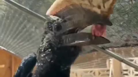 This Bird Jaw is Bigger Than This Bird #shorts #shortvideo #video #virals #videoviral