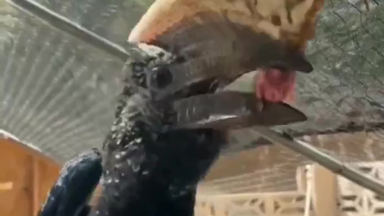 This Bird Jaw is Bigger Than This Bird #shorts #shortvideo #video #virals #videoviral