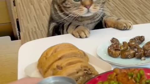 Give my food meow