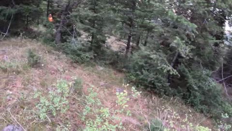 IDAHO Grouse Hunting! BLUES!