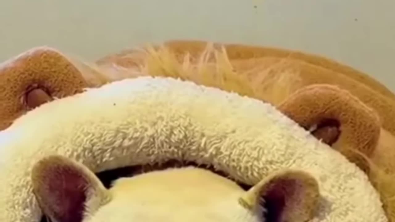 "Furr-ever Friends: When Wham Cats and Dogs Put Their Differences Aside"