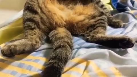 Favourite cat