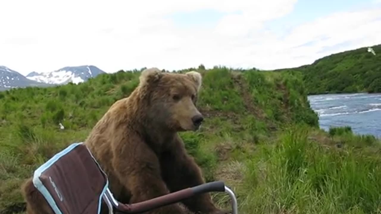 bear sits next to guy