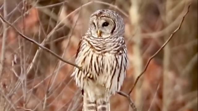 Barred Owl hunting #owls #shorts #wildlife #barredow