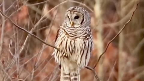 Barred Owl hunting #owls #shorts #wildlife #barredow