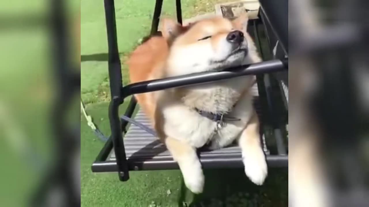 With My Efforts, My Pets Live The Life I Want