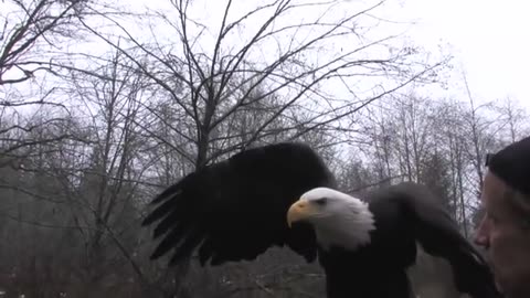 A Visit with Freedom - A rainy day in Arlington, WA