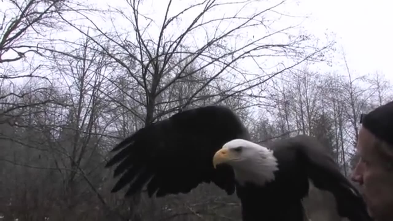 A Visit with Freedom - A rainy day in Arlington, WA