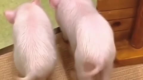 Think it's cute? Who is most like