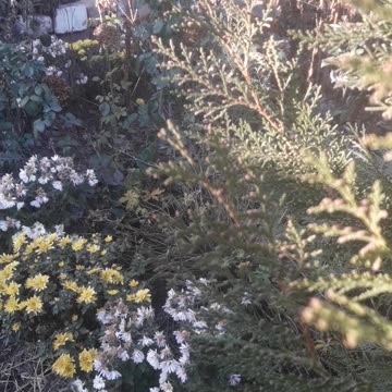 November Garden