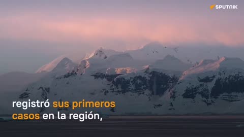 Muerte inusual de más de 500 pingüinos en la Antártida