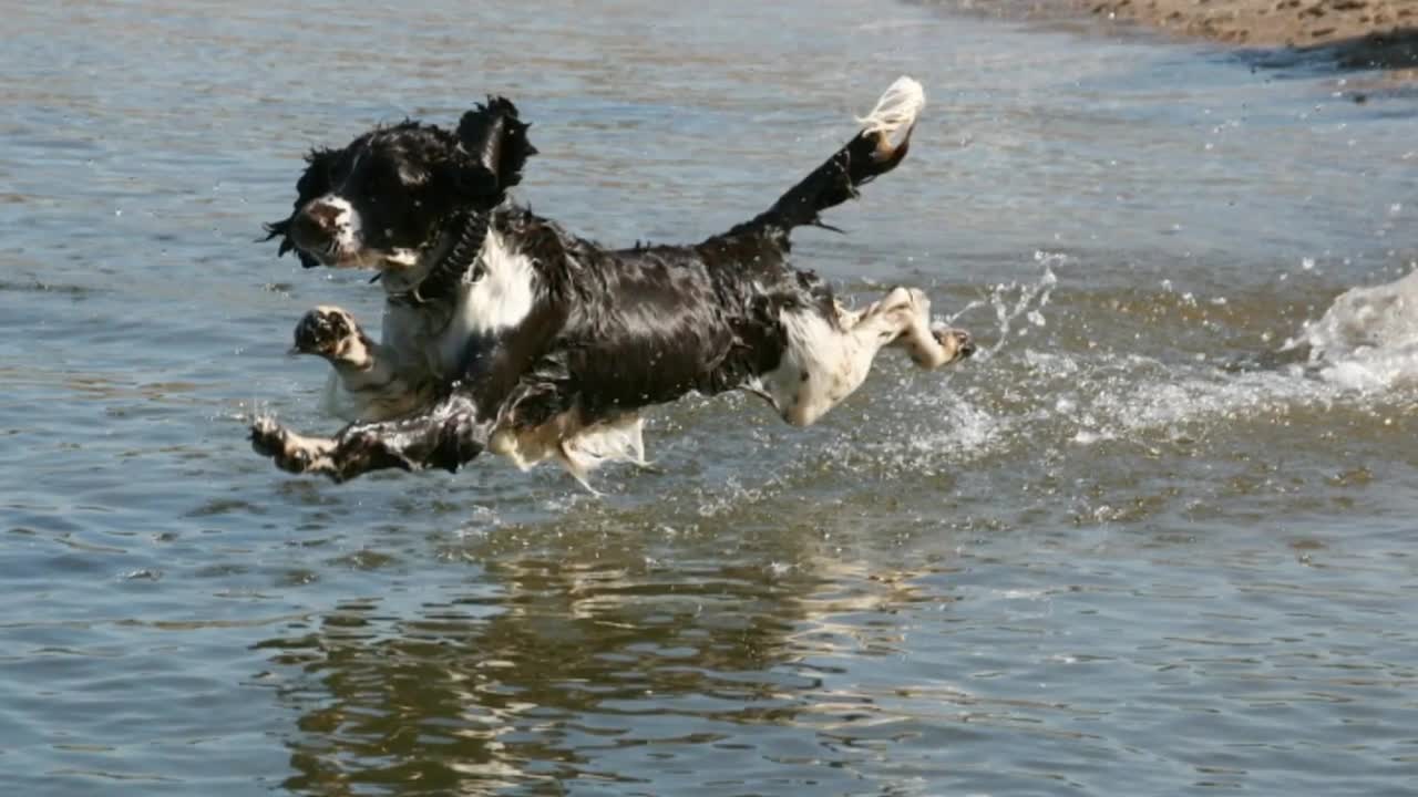 Pets that brighten everyone's day with their mischief