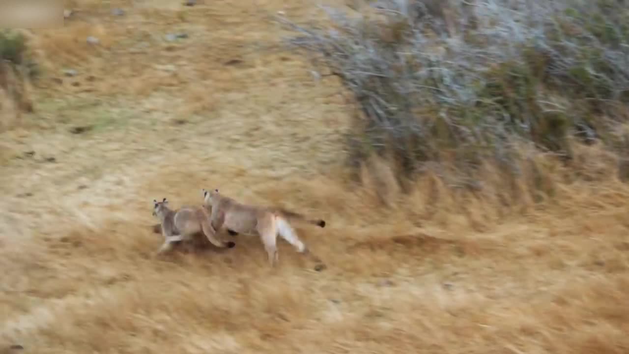 cougar banging its head