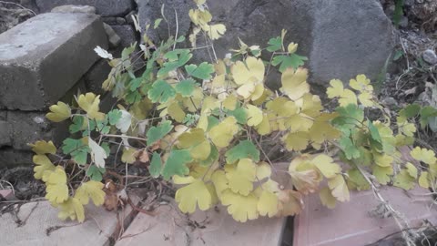 Celandine in December