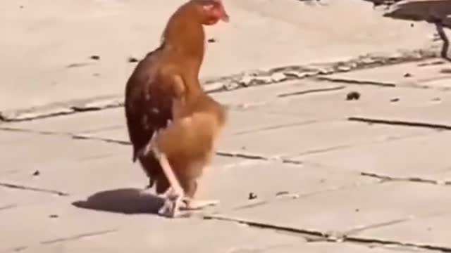 This is how a drunk chicken walks. Ha ha