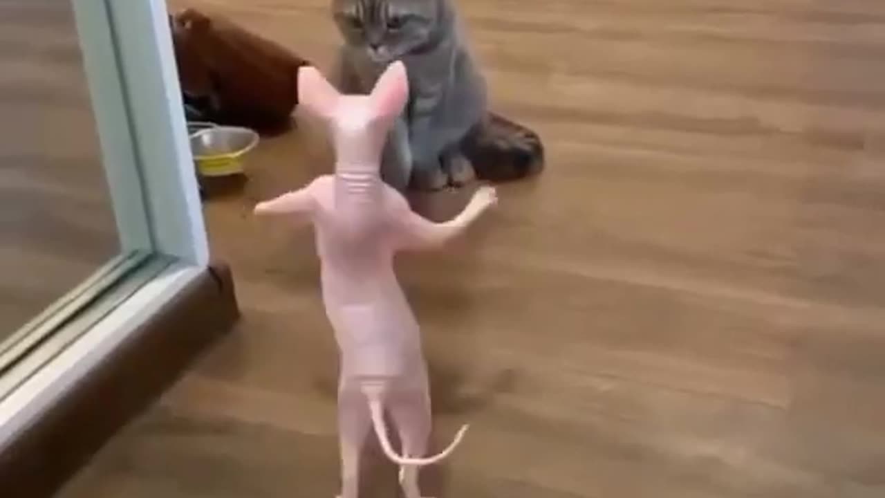 😅I'm not a rat - I'm a dancing amazing kitten !! 🐈🐈