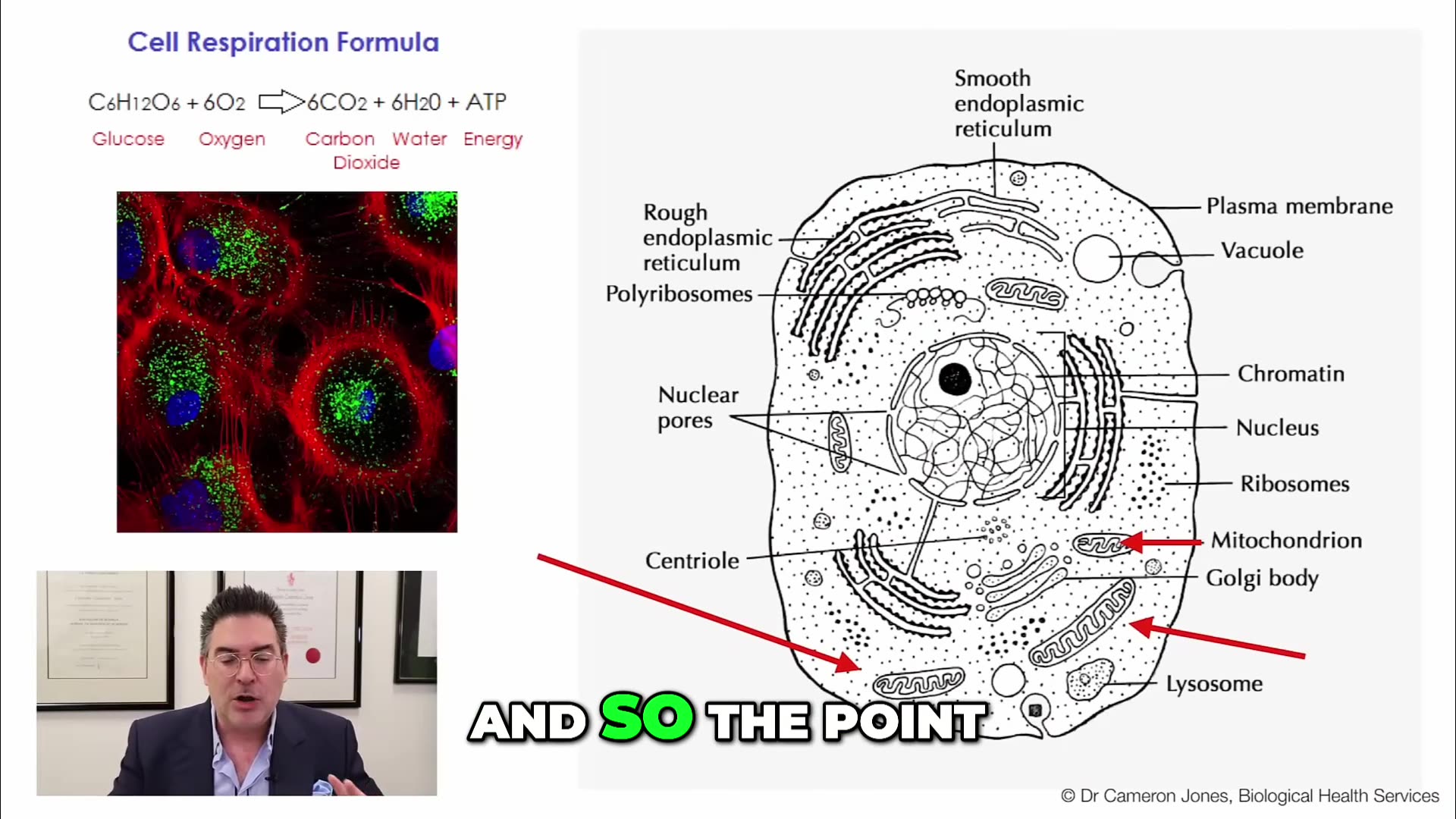 Mitochondria: Boosting Brain Health with Light Therapy!