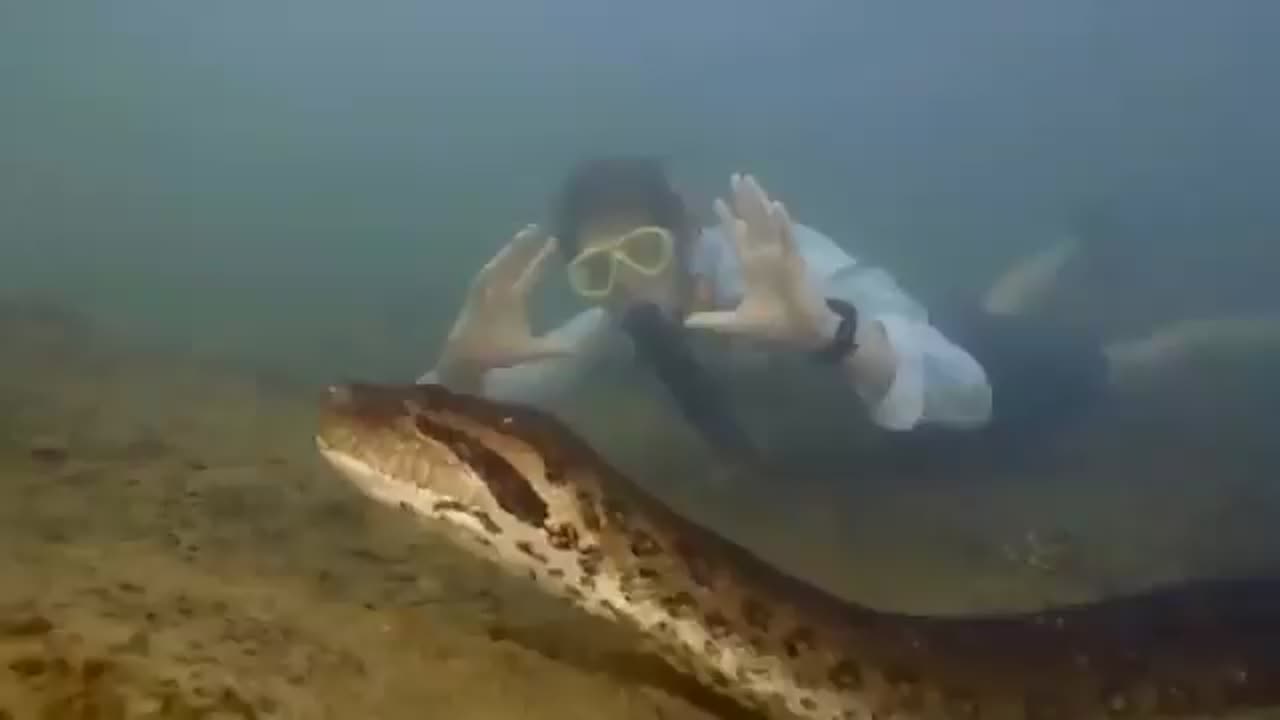 World's longest snake found in Amazon river