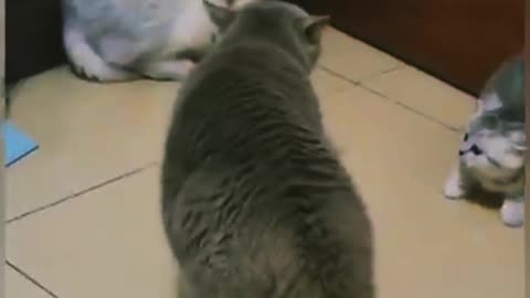 FUNNY CATS 🤣 enjoy and subscrib pless