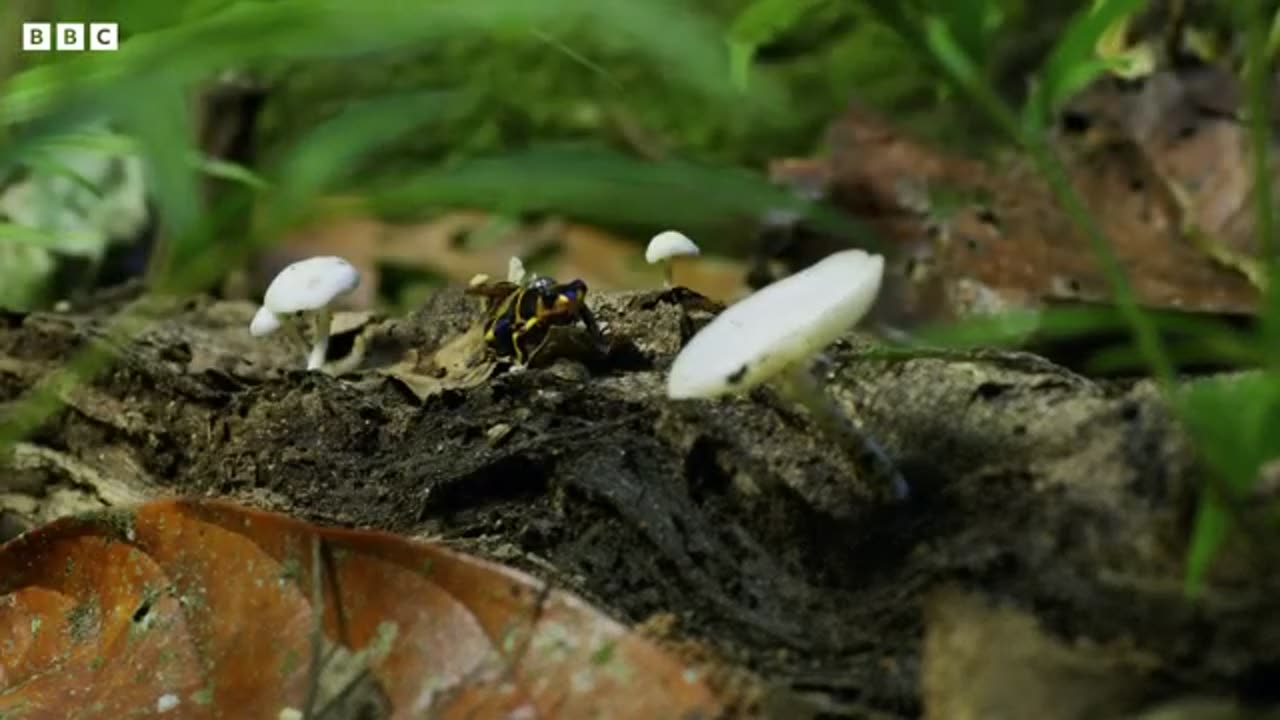 Being a Poison Dart Frog Parent is HARD | 4K UHD | Seven Worlds One Planet | BBC Earth