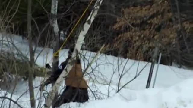 Steve cutting tree