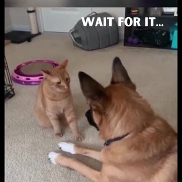 I Thought Dogs were Vicious, But These Cats Got Them Beat - Try Not To Laugh