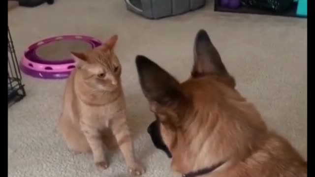 I Thought Dogs were Vicious, But These Cats Got Them Beat - Try Not To Laugh