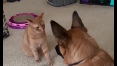 I Thought Dogs were Vicious, But These Cats Got Them Beat - Try Not To Laugh