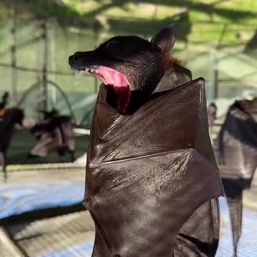 Check out hee hee.. the malayan fox.