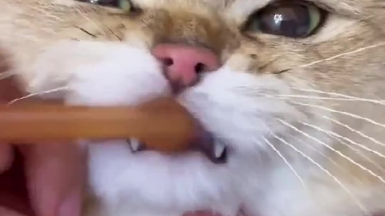 Cute🥰#cat #cute #kitty #kitten #asmr #asmrsounds #foryou #fyp