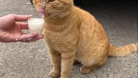 Funny Cats eating Compilation